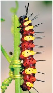 Energy processing: caterpillar