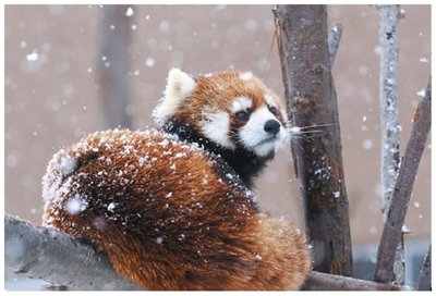 Evolutionary adaptation: red panda
