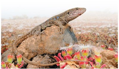 Regulation: lizard