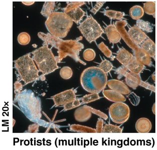 Protists