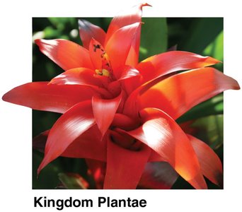 Kingdom Plantae