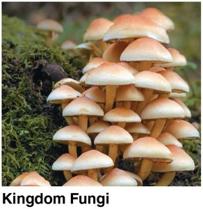 Kingdom Fungi
