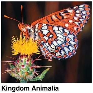 Kingdom Animalia
