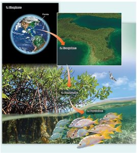 Biosphere