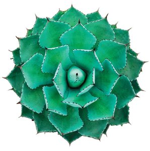 Order: plant structure