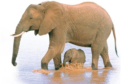 Reproduction: elephants