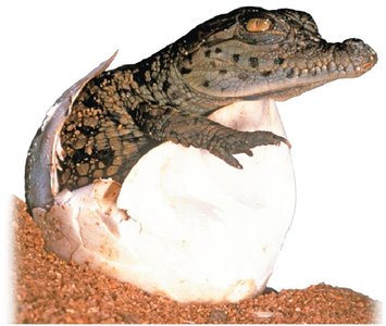 Growth and development: crocodile hatching