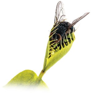 Response to environment: Venus flytrap