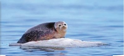 Seal on floating ice, illustrating ice as habitat