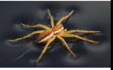 Raft spider walking on water surface