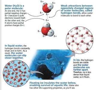 Diagram showing why ice floats and its effect on aquatic life