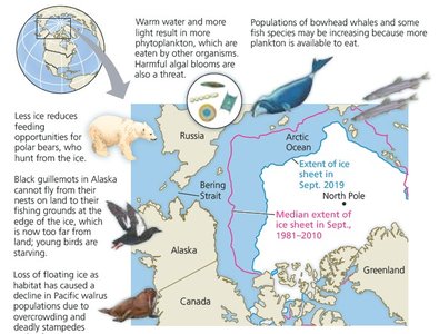 Map and diagram showing effects of climate change on Arctic ice and animals