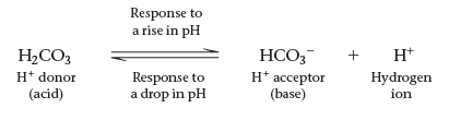 Carbonic acid-bicarbonate buffer system