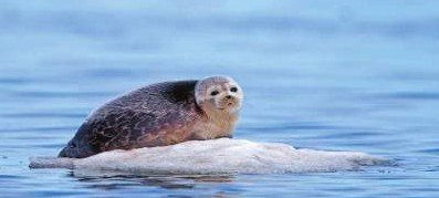 Water molecule polarity and hydrogen bonding