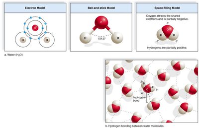 Models of water molecule and hydrogen bonding