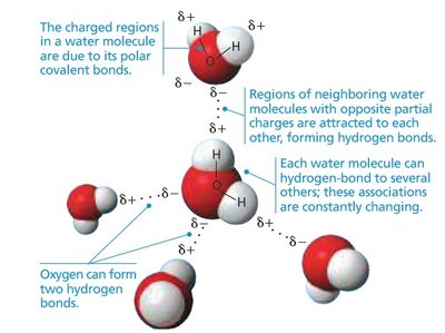 Hydrogen bonding between water molecules