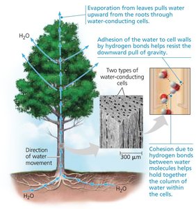 Cohesion and adhesion in plant water transport