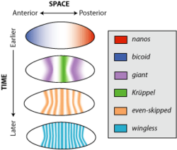 Spatiotemporal gene expression