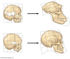 Developmental differences in chimpanzee and human skulls