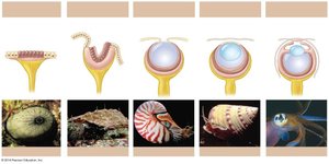 Evolution of the eye