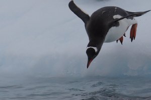 Penguin using wings for swimming