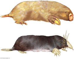 Convergent evolution: Australian and North American moles
