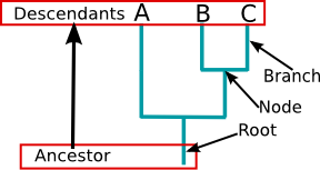 Phylogenetic tree