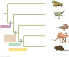 Phylogenetic tree with character mapping
