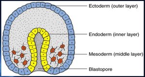 Gastrula with three embryonic layers