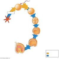 Embryonic development in sea star