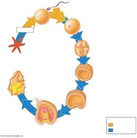 Larval stage in sea star development