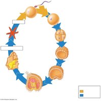 Metamorphosis in sea star development