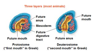 Protostome and deuterostome development