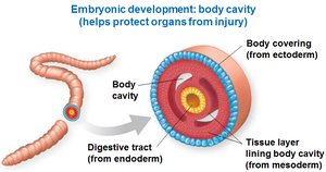 Body cavity (coelom)