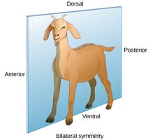 Bilateral symmetry