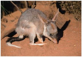 Greater bilby of Australia