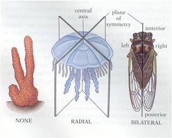 Symmetry types in animals