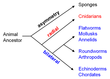 Phylogenetic tree of invertebrates
