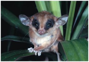 Mexican mouse opossum
