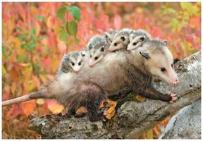 Virginia opossum