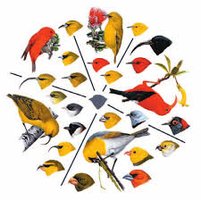 Adaptive radiation in birds