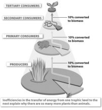 Trophic pyramid showing energy transfer between producers, primary, secondary, and tertiary consumers