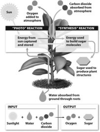 Diagram of photosynthesis showing inputs and outputs