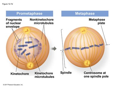 General Biology Cell Cycle Study Guide: Key Concepts & Phases | Notes