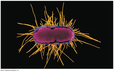 Prokaryotic cell with capsule, fimbriae, and sex pilus