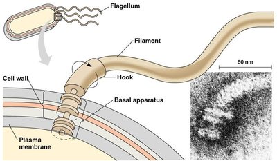 Prokaryotic flagellum structure