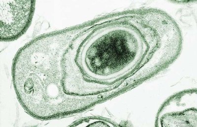 Bacterial endospore