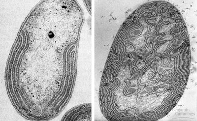 Infolded membranes for metabolism