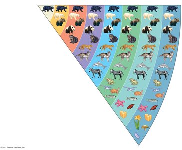 Taxonomic hierarchy
