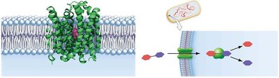 Lactose import and breakdown in E. coli